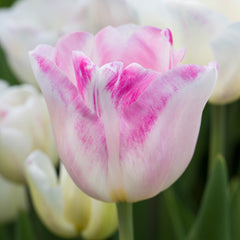 Tulip Bulbs Infinity Blooms Species Growing Bonsai Roots Rhizomes Corms Tubers Potted Planting Reblooming Fragrant Garden Flower Seeds Plant