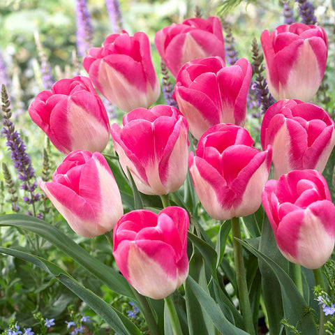 Innuendo Tulip Bulbs Blooms Species Growing Bonsai Roots Rhizomes Corms Tubers Potted Planting Reblooming Fragrant Garden Flower Seeds Plant