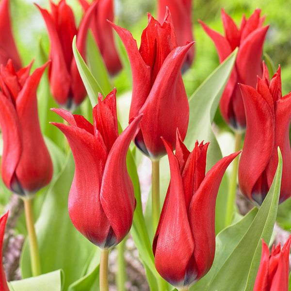 Isaak Chic Tulip Bulbs Blooms Species Growing Bonsai Roots Rhizomes Corms Tubers Potted Planting Reblooming Fragrant Garden Flower Seeds Plant
