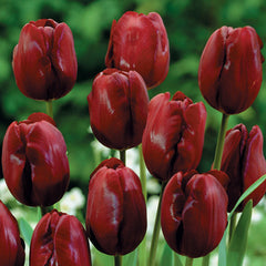 Tulip Bulbs Jan Reus Blooms Species Growing Bonsai Roots Rhizomes Corms Tubers Potted Planting Reblooming Fragrant Garden Flower Seeds Plant