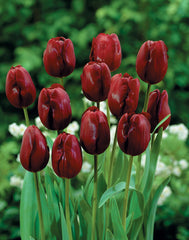Tulip Bulbs Jan Reus Blooms Species Growing Bonsai Roots Rhizomes Corms Tubers Potted Planting Reblooming Fragrant Garden Flower Seeds Plant