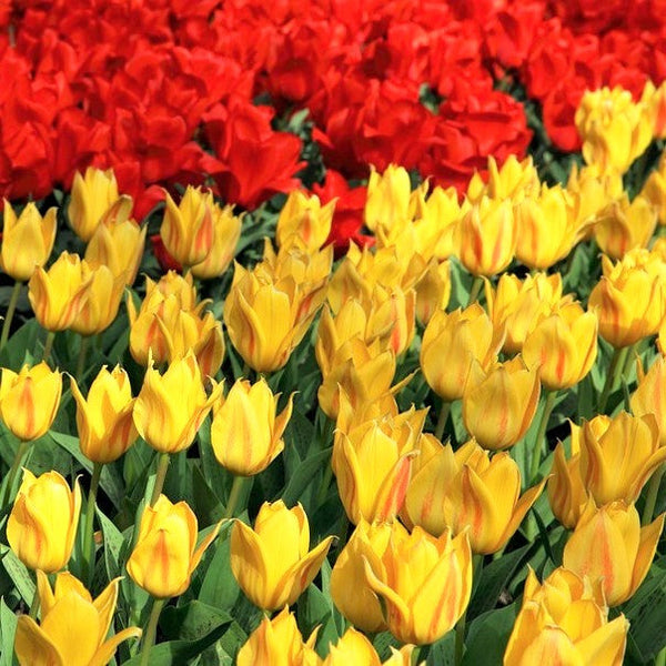 Tulip Bulbs Jewel Box Collection  Blooms Species Growing Bonsai Roots Rhizomes Corms Tubers Potted Planting Reblooming Fragrant Garden Flower Seeds Plant