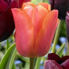 Tulip Bulbs Jimmy Blooms Species Growing Bonsai Roots Rhizomes Corms Tubers Potted Planting Reblooming Fragrant Garden Flower Seeds Plant - Seedsplant
