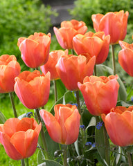 Tulip Bulbs Jimmy Blooms Species Growing Bonsai Roots Rhizomes Corms Tubers Potted Planting Reblooming Fragrant Garden Flower Seeds Plant