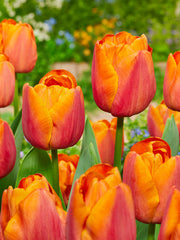 Tulip Bulbs Jimmy Blooms Species Growing Bonsai Roots Rhizomes Corms Tubers Potted Planting Reblooming Fragrant Garden Flower Seeds Plant