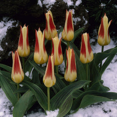 Tulip Bulbs Johann Strauss Blooms Species Growing Bonsai Roots Rhizomes Corms Tubers Potted Planting Reblooming Fragrant Garden Flower Seeds Plant
