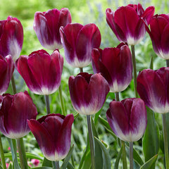 Tulip Bulbs Kansas Proud Blooms Species Growing Bonsai Roots Rhizomes Corms Tubers Potted Planting Reblooming Fragrant Garden Flower Seeds Plant