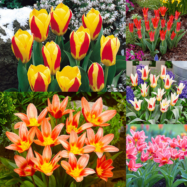 Tulip Bulbs Kaufmanniana Collection Blooms Species Growing Bonsai Roots Rhizomes Corms Tubers Potted Planting Reblooming Fragrant Garden Flower Seeds Plant