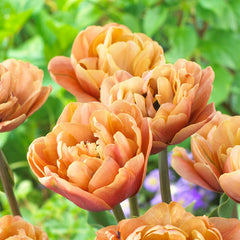 Tulip Bulbs La Belle Epoque Blooms Species Growing Bonsai Roots Rhizomes Corms Tubers Potted Planting Reblooming Fragrant Garden Flower Seeds Plant