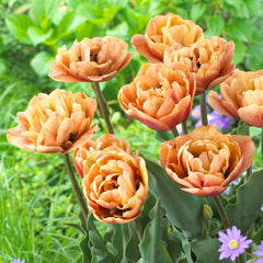 Tulip Bulbs La Belle Epoque Blooms Species Growing Bonsai Roots Rhizomes Corms Tubers Potted Planting Reblooming Fragrant Garden Flower Seeds Plant