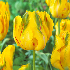 Tulip La Courtine Parrot 11-12cm Bulbs Blooms Species Growing Bonsai Roots Rhizomes Corms Tubers Potted Planting Reblooming Fragrant Garden Flower Seeds Plant