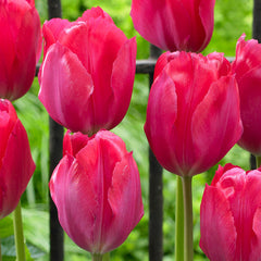 Lady Van Eijk Tulip Bulbs Blooms Species Growing Bonsai Roots Rhizomes Corms Tubers Potted Planting Reblooming Fragrant Garden Flower Seeds Plant - Seedsplant