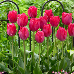 Lady Van Eijk Tulip Bulbs Blooms Species Growing Bonsai Roots Rhizomes Corms Tubers Potted Planting Reblooming Fragrant Garden Flower Seeds Plant - Seedsplant