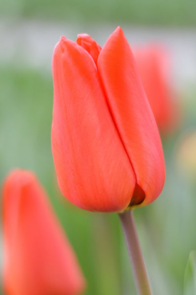 Tulip Bulbs Orange XXL Blooms Species Growing Bonsai Roots Rhizomes Corms Tubers Potted Planting Reblooming Fragrant Garden Flower Seeds Plant