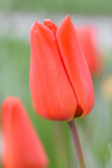Tulip Bulbs Orange XXL Blooms Species Growing Bonsai Roots Rhizomes Corms Tubers Potted Planting Reblooming Fragrant Garden Flower Seeds Plant - Seedsplant