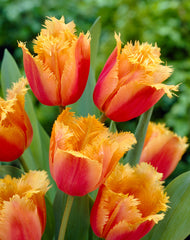 Tulip Bulbs Lambada Blooms Species Growing Bonsai Roots Rhizomes Corms Tubers Potted Planting Reblooming Fragrant Garden Flower Seeds Plant - Seedsplant
