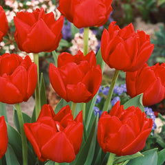 Tulip Bulbs Largo Blooms Species Growing Bonsai Roots Rhizomes Corms Tubers Potted Planting Reblooming Fragrant Garden Flower Seeds Plant