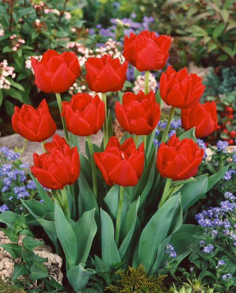 Tulip Bulbs Largo Blooms Species Growing Bonsai Roots Rhizomes Corms Tubers Potted Planting Reblooming Fragrant Garden Flower Seeds Plant