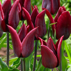 Tulip Bulbs Lasting Love Blooms Species Growing Bonsai Roots Rhizomes Corms Tubers Potted Planting Reblooming Fragrant Garden Flower Seeds Plant