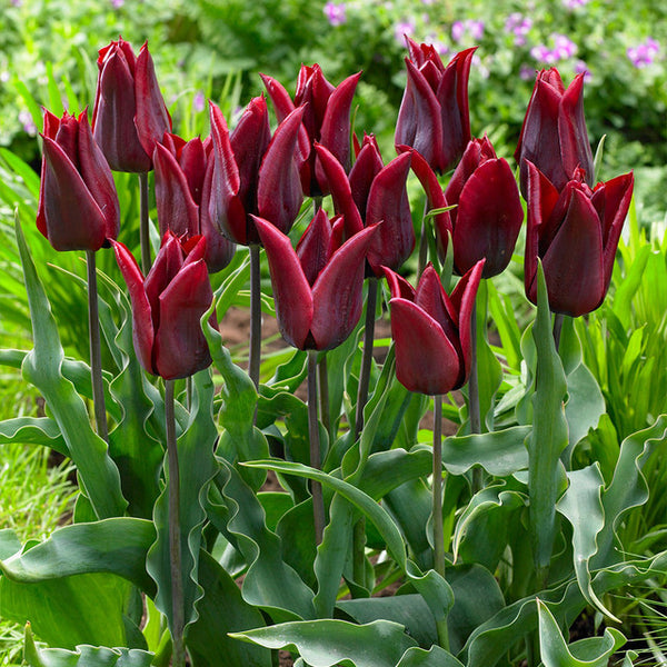 Tulip Bulbs Lasting Love Blooms Species Growing Bonsai Roots Rhizomes Corms Tubers Potted Planting Reblooming Fragrant Garden Flower Seeds Plant