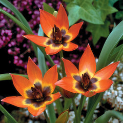 Tulip Little Princess Blooms Species Growing Bonsai Roots Rhizomes Corms Tubers Potted Planting Reblooming Fragrant Garden Flower Seeds Plant - Seedsplant