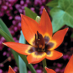 Tulip Little Princess Blooms Species Growing Bonsai Roots Rhizomes Corms Tubers Potted Planting Reblooming Fragrant Garden Flower Seeds Plant - Seedsplant