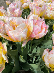 Tulip Bulbs Lotus Love Blooms Species Growing Bonsai Roots Rhizomes Corms Tubers Potted Planting Reblooming Fragrant Garden Flower Seeds Plant - Seedsplant