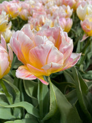 Tulip Bulbs Lotus Love Blooms Species Growing Bonsai Roots Rhizomes Corms Tubers Potted Planting Reblooming Fragrant Garden Flower Seeds Plant - Seedsplant