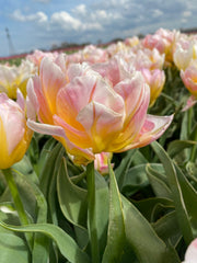 Tulip Bulbs Lotus Love Blooms Species Growing Bonsai Roots Rhizomes Corms Tubers Potted Planting Reblooming Fragrant Garden Flower Seeds Plant - Seedsplant