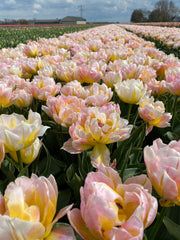 Tulip Bulbs Lotus Love Blooms Species Growing Bonsai Roots Rhizomes Corms Tubers Potted Planting Reblooming Fragrant Garden Flower Seeds Plant - Seedsplant