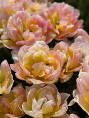 Tulip Bulbs Lotus Love Blooms Species Growing Bonsai Roots Rhizomes Corms Tubers Potted Planting Reblooming Fragrant Garden Flower Seeds Plant - Seedsplant