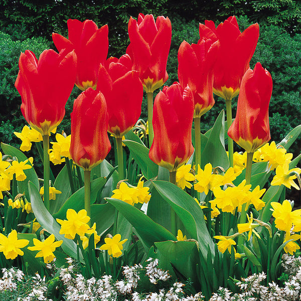 Madam Lefeber Tulip Bulbs Blooms Species Growing Bonsai Roots Rhizomes Corms Tubers Potted Planting Reblooming Fragrant Garden Flower Seeds Plant