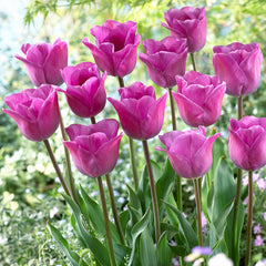 Magic Lavender Mango Charm Tulip Bulbs Blooms Species Growing Bonsai Roots Rhizomes Corms Tubers Potted Planting Reblooming Fragrant Garden Flower Seeds Plant