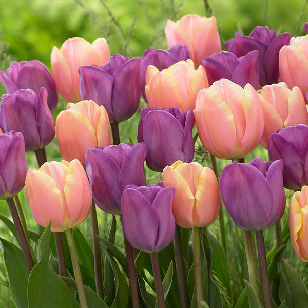 Magic Lavender Mango Charm Tulip Bulbs Blooms Species Growing Bonsai Roots Rhizomes Corms Tubers Potted Planting Reblooming Fragrant Garden Flower Seeds Plant