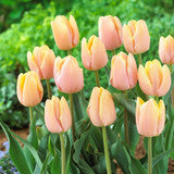 Tulip Bulbs Mango Charm Blooms Species Growing Bonsai Roots Rhizomes Corms Tubers Potted Planting Reblooming Fragrant Garden Flower Seeds Plant