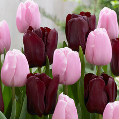 Tulip Bulbs Mascara/Pink Diamond Collection Blooms Species Growing Bonsai Roots Rhizomes Corms Tubers Potted Planting Reblooming Fragrant Garden Flower Seeds Plant