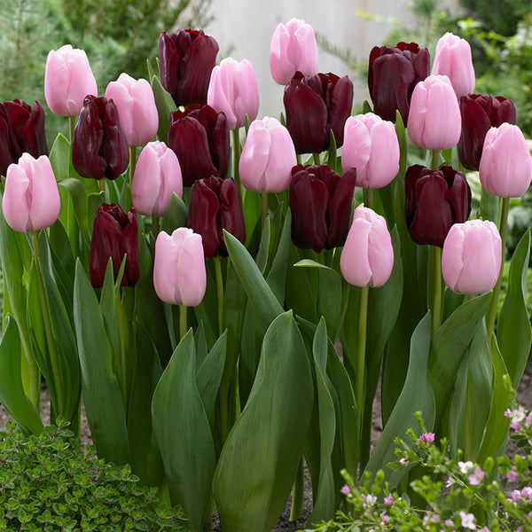 Tulip Bulbs Mascara/Pink Diamond Collection Blooms Species Growing Bonsai Roots Rhizomes Corms Tubers Potted Planting Reblooming Fragrant Garden Flower Seeds Plant