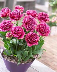 Tulip Bulbs Mascotte Blooms Species Growing Bonsai Roots Rhizomes Corms Tubers Potted Planting Reblooming Fragrant Garden Flower Seeds Plant