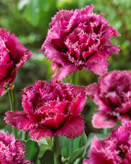 Tulip Bulbs Mascotte Blooms Species Growing Bonsai Roots Rhizomes Corms Tubers Potted Planting Reblooming Fragrant Garden Flower Seeds Plant