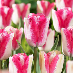 Tulip Bulbs Mata Hari Blooms Species Growing Bonsai Roots Rhizomes Corms Tubers Potted Planting Reblooming Fragrant Garden Flower Seeds Plant