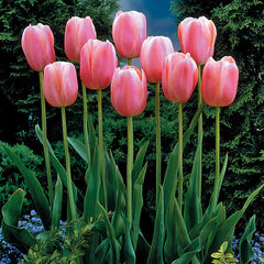 Tulip Bulbs Menton Blooms Species Growing Bonsai Roots Rhizomes Corms Tubers Potted Planting Reblooming Fragrant Garden Flower Seeds Plant - Seedsplant