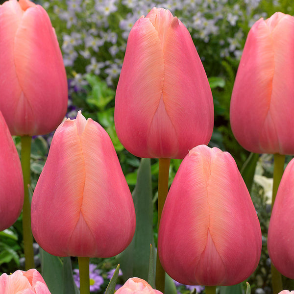 Tulip Bulbs Menton Blooms Species Growing Bonsai Roots Rhizomes Corms Tubers Potted Planting Reblooming Fragrant Garden Flower Seeds Plant