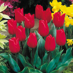 Merry Christmas Tulip Bulbs Blooms Species Growing Bonsai Roots Rhizomes Corms Tubers Potted Planting Reblooming Fragrant Garden Flower Seeds Plant