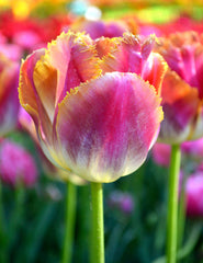 Tulip Bulbs Bulbs Miami Sunset Blooms Species Growing Bonsai Roots Rhizomes Corms Tubers Potted Planting Reblooming Fragrant Garden Flower Seeds Plant