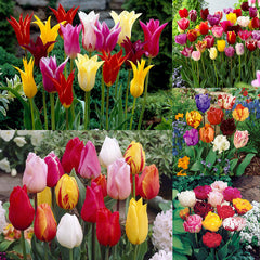 Tulip Bulbs Mixtures Collection Blooms Species Growing Bonsai Roots Rhizomes Corms Tubers Potted Planting Reblooming Fragrant Garden Flower Seeds Plant