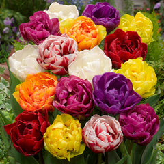 Tulip Bulbs Mixtures Collection Blooms Species Growing Bonsai Roots Rhizomes Corms Tubers Potted Planting Reblooming Fragrant Garden Flower Seeds Plant