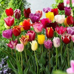 Tulip Bulbs Mixtures Collection Blooms Species Growing Bonsai Roots Rhizomes Corms Tubers Potted Planting Reblooming Fragrant Garden Flower Seeds Plant