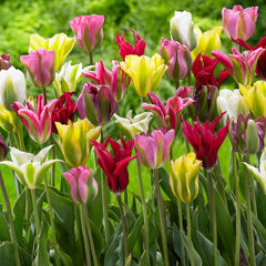 Tulip Bulbs Mixtures Collection Blooms Species Growing Bonsai Roots Rhizomes Corms Tubers Potted Planting Reblooming Fragrant Garden Flower Seeds Plant