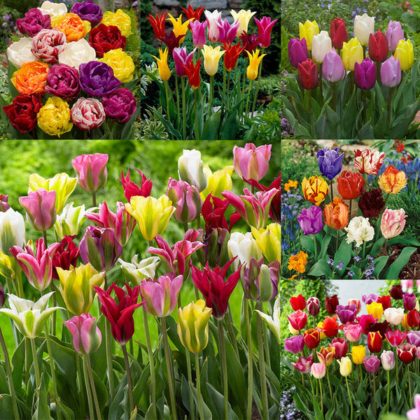 Tulip Bulbs Mixtures Collection Blooms Species Growing Bonsai Roots Rhizomes Corms Tubers Potted Planting Reblooming Fragrant Garden Flower Seeds Plant