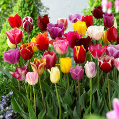 Tulip Bulbs Mixtures Collection Blooms Species Growing Bonsai Roots Rhizomes Corms Tubers Potted Planting Reblooming Fragrant Garden Flower Seeds Plant